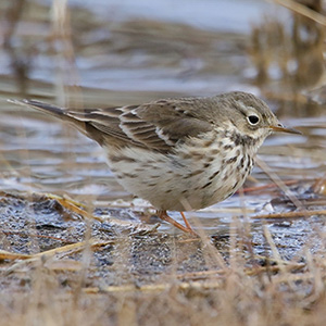 Buff-bellied Pipit